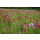 Blumenwiese "Rustikal und Traditionell" 